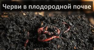 Баклажан халиф: описание, отзывы, фото