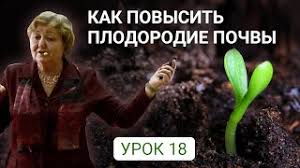 Чем отличается лайм от лимона