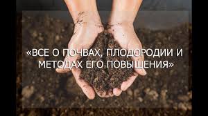 Удобрение здравень для томатов: отзывы 