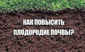 Томат розмарин: характеристика и описание сорта