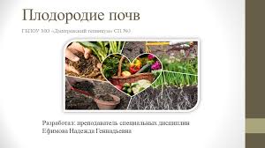 Баклажан вера: описание, фото, отзывы