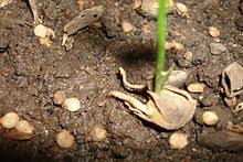 Садовый измельчитель травы и веток: отзывы, как выбрать