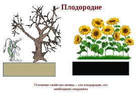 Вырезка свиная: какая часть туши, где находится, фото