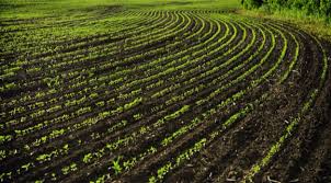Картофель ермак: описание сорта, фото, отзывы