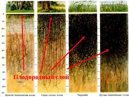 Тыква витаминная мускатная: описание сорта и фото, отзывы, выращивание