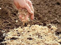 Спирея билларда: посадка и уход, фото в ландшафтном дизайне