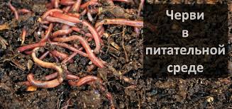 Клубника даренка: описание сорта, фото, отзывы