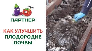 Черешня бычье сердце: описание сорта, фото, отзывы