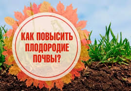 Клубника женева: описание сорта, фото, отзывы